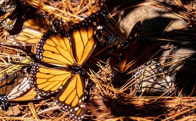 MARIPOSA MONARCA EN EL SUELO