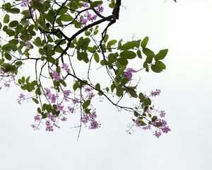 pink flowers blooming