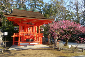 京都、北野天満宮の境内にある地主神社と紅梅