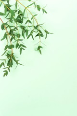 green eucalyptus leaves, branches frame on a mint background. flat lay, top view. copy space