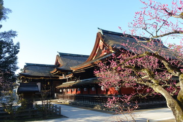 京都、北野天満宮の本殿と紅梅