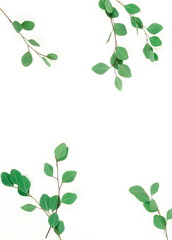 Obraz premium green eucalyptus leaves, herbs, branches, plants frame border on white background top view. copy space. flat lay