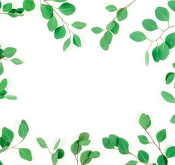 Obraz premium green eucalyptus leaves, herbs, branches, plants frame border on white background top view. copy space. flat lay