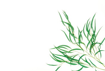 Obraz premium green eucalyptus leaves, herbs, branches, plants frame border on white background top view. copy space. flat lay