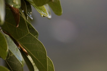 Green Leaves, Macro, Close Up, Water Droplet
