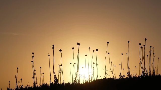 View on sunset through grass on lheu da Papoa island  in Portugal.