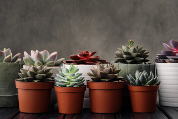 Many pots, white ceramic, gray and concrete with plants succulents of red lilac and green. Stand in a row, form interesting compositions.