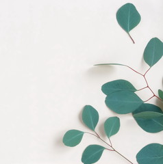 green eucalyptus branches herbs, leaves,  plants frame border on pastel color  background top view. copy space. flat lay