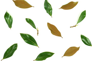 green magnolia leaves, twigs,  plants on white background top view. copy space. flat lay