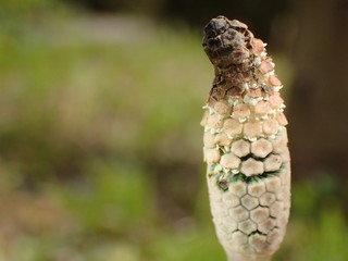Tokyo,Japan-March 16, 2019: Young Horsetail or Equisetum Telmateia in spring in Japan