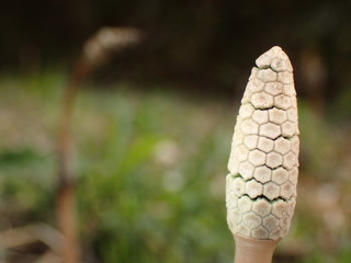 Tokyo,Japan-March 16, 2019: Young Horsetail or Equisetum Telmateia in spring in Japan