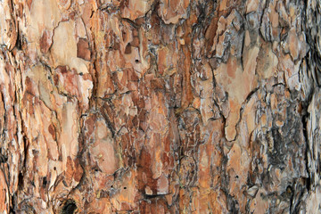 Natural background texture. The bark of a big old pine