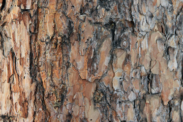 Natural background texture. The bark of a big old pine