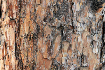 Natural background texture. The bark of a big old pine