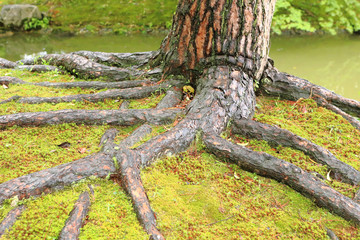 京都庭園の松