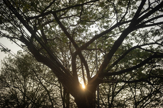 tree