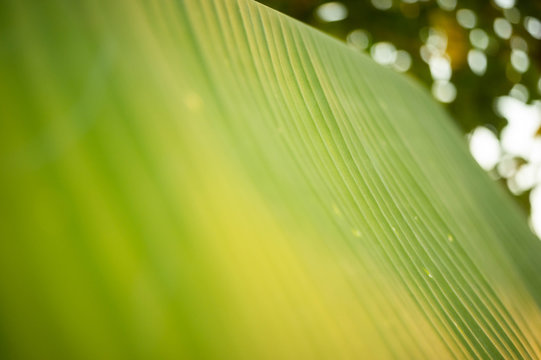 banana leaf