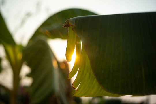 banana leaf