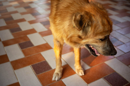 dog
