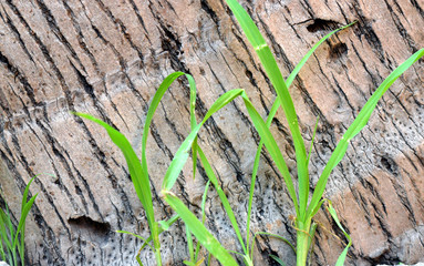Grass wood tree texture wallpaper