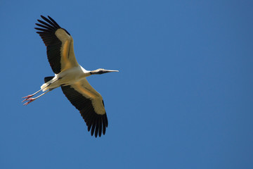 Wood stork flying over a swamp in St. Augustine, Florida.