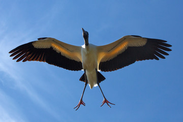 Obraz premium Wood stork flying over a swamp in St. Augustine, Florida.