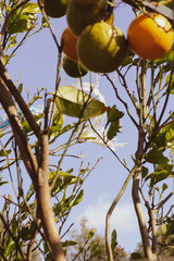 Plastic bag caught on orange tree.