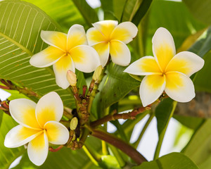 Yellow and White Frangipani Flowers