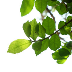 green tree branch isolated on white, nature frame