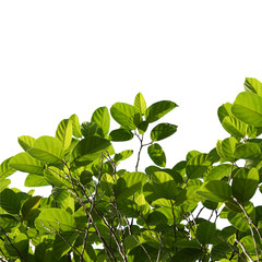 green tree branch isolated on white, nature frame