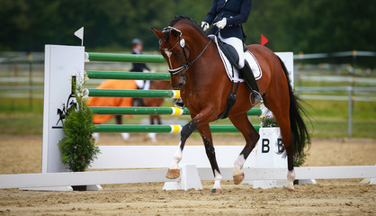 Horse dressage on the hoof stroke with rider in the tournament, left forehand raised..