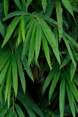 Green bamboo leaves wall texture background.