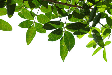 green tree branch isolated on white, nature frame
