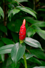 Image of Red Button Ginger or Costus woodsonii or Red Malay Ginger in the garden.