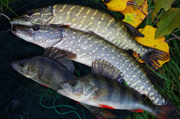 Two pikes and two perches caught on spinning