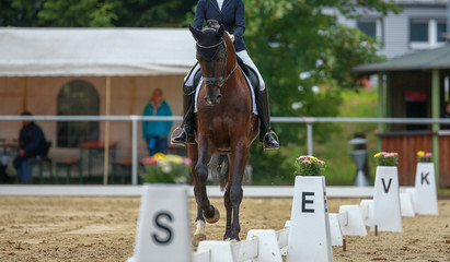 Horse dressage with rider in the dressage area on the hoofbeat, photographed from the front in the...