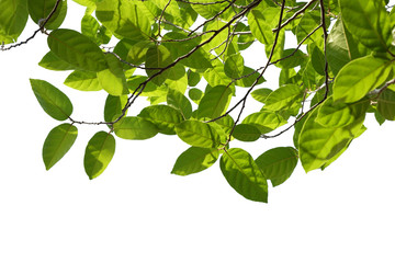 green tree branch isolated