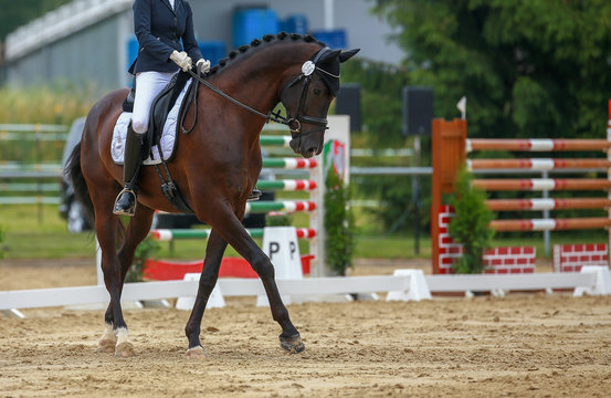 Horse dressage with rider in dressage quadrangle, photographed while passing the turn on the hindquarters..