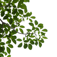 green tree branch isolated