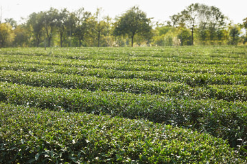 Fototapeta na wymiar green tea garden