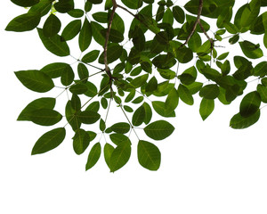 Fototapeta na wymiar green tree branch isolated