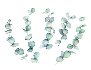 Watercolor greenery set. Hand drawn winter illustration with eucalyptus branch and leaves. Vintage botanical plant