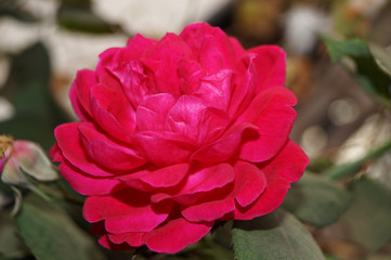 Obraz premium pink rose in the garden