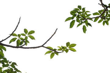 green tree branch isolated