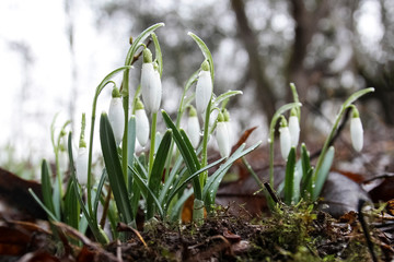 Snowdrop in forest. Spring nature composition.