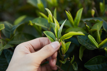 fresh tea leaf in man hand