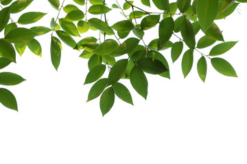 green tree branch isolated