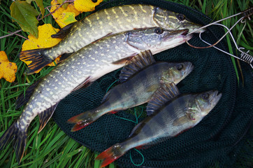 Two pikes and two perches caught on spinning
