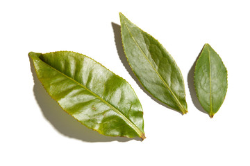 Obraz premium fresh tea leaf in white background