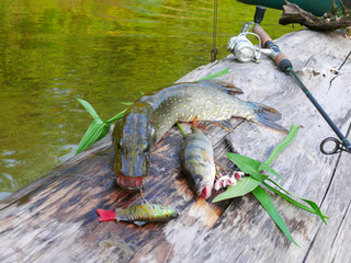  Pike and river perch caught on spinning